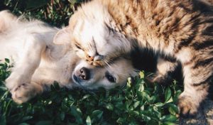 turmeric and CBD for pets 