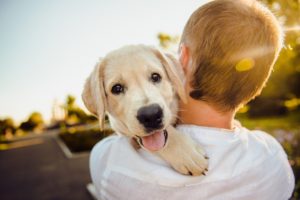 full-spectrum CBD in pet sprays 