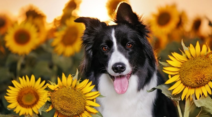 Are sunflower seeds ok for dogs hotsell