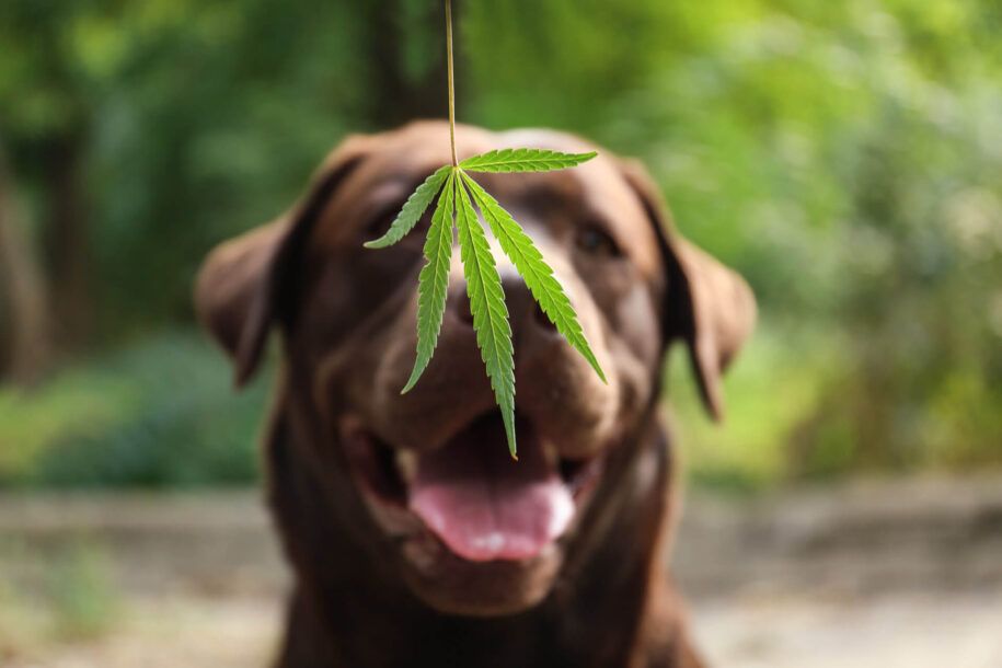 header image cbd dogs